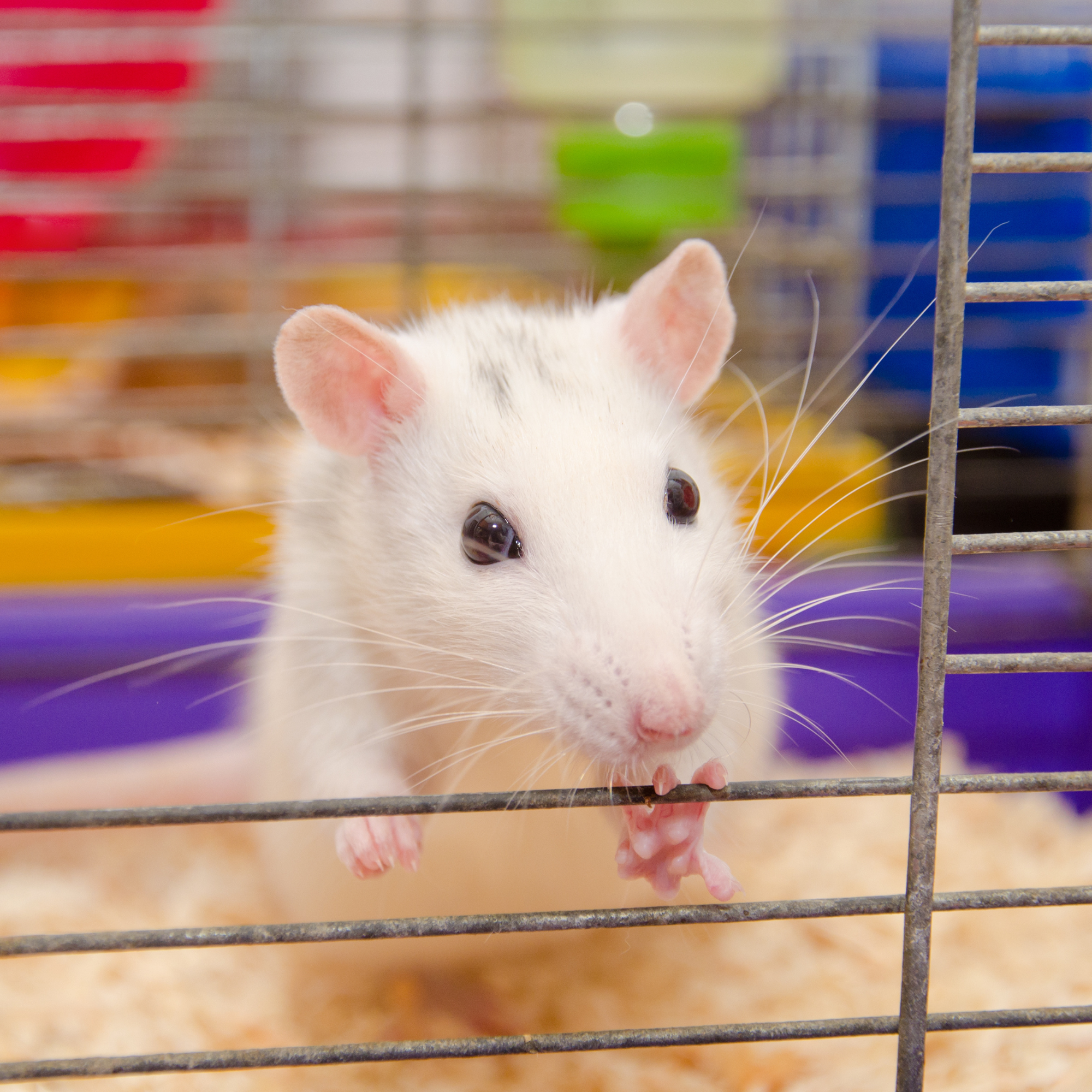 Rat Diet & Treats